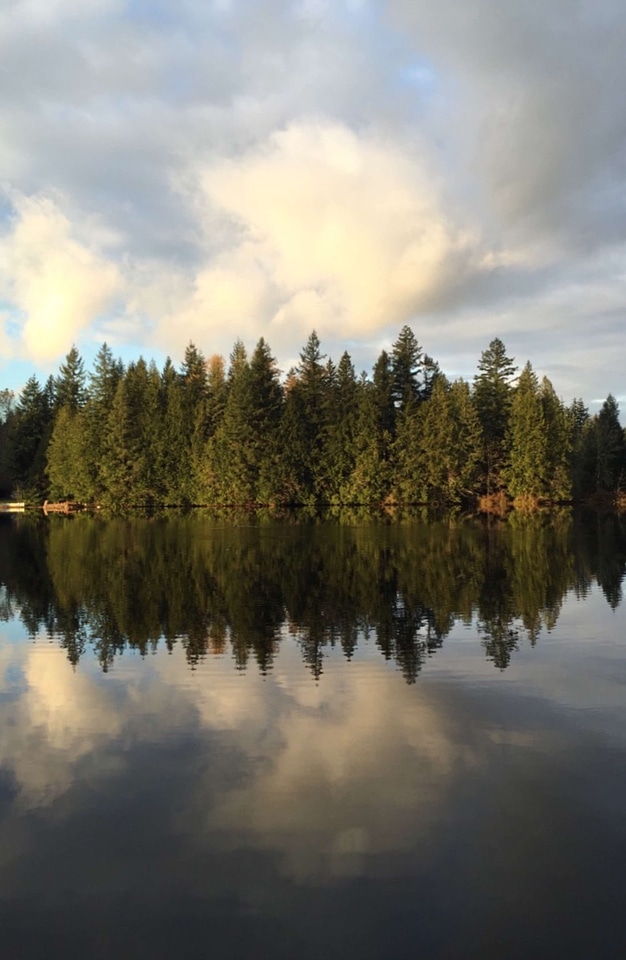 Abies clouds conifer
