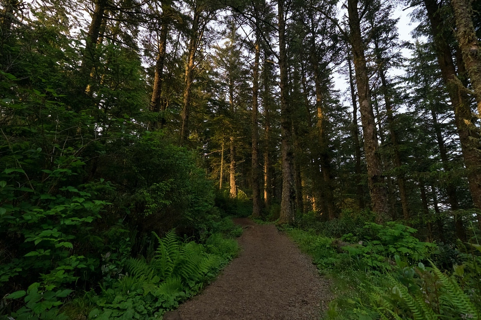 Abies conifer dirt road