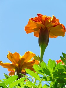 Bloom flower turkish carnation photo