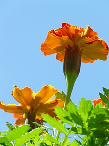 Bloom flower turkish carnation