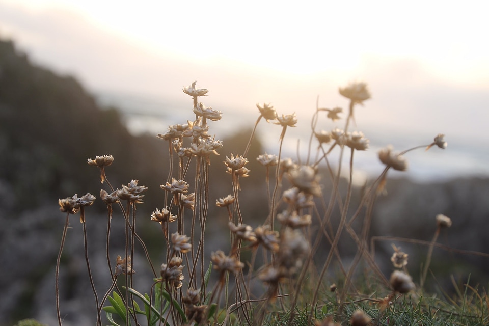 Closeup field floral