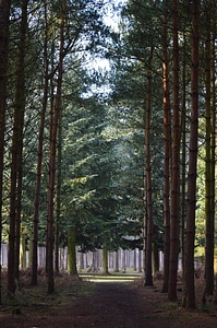 Abies conifer fir photo
