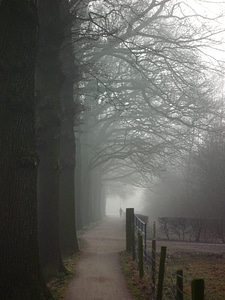 Fog mist nature photo