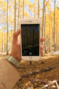 Aspen autumn cell phone