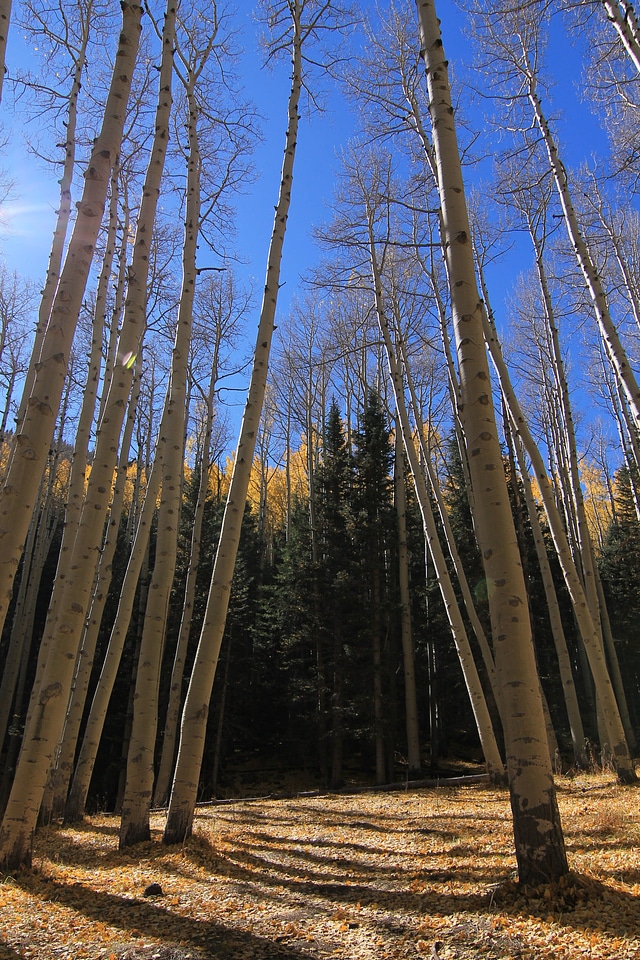 Abies aspen autumn