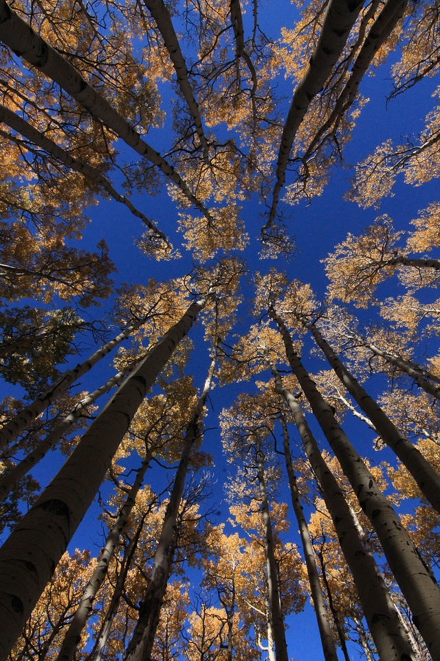Autumn fall flare
