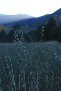 Dusk field grass photo