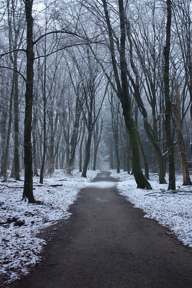Forest frozen ground