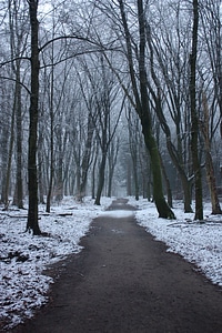 Forest frozen ground photo