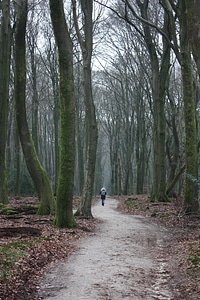 Fall forest ground photo