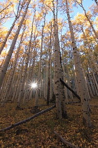 Birch flare ground photo