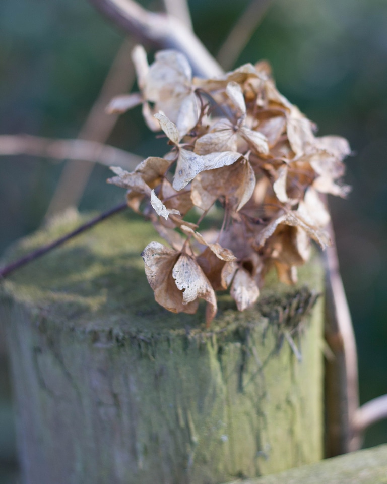 Animal autumn close up