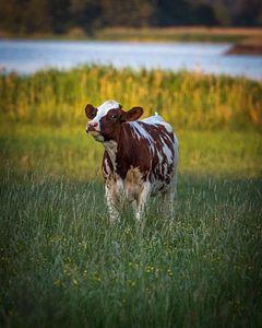 Animal bovine brown