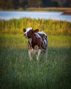 Animal bovine brown photo