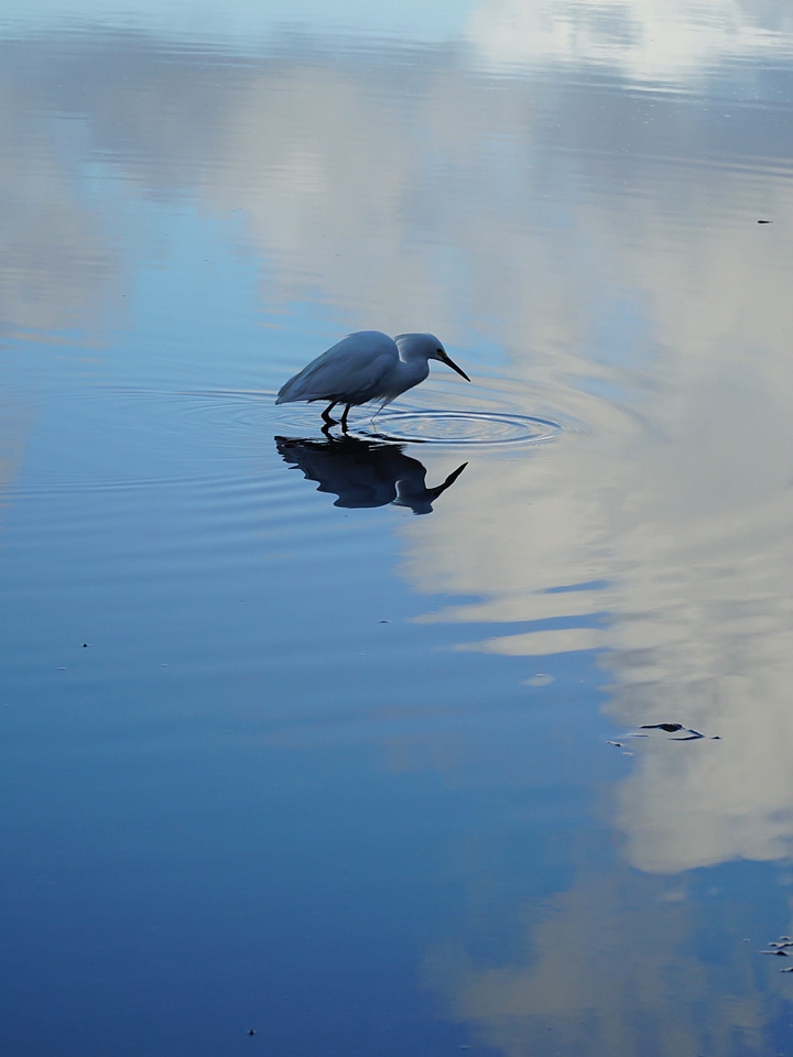 Animal ardeidae bird