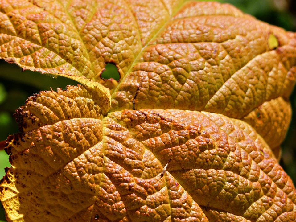 Nature fall autumn
