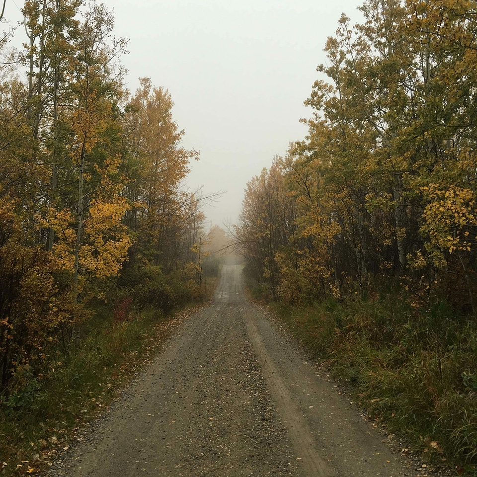 Asphalt autumn dirt road