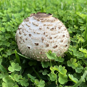 Agaric amanita clovers photo