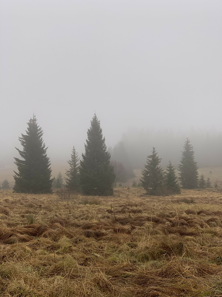 Abies conifer fir photo