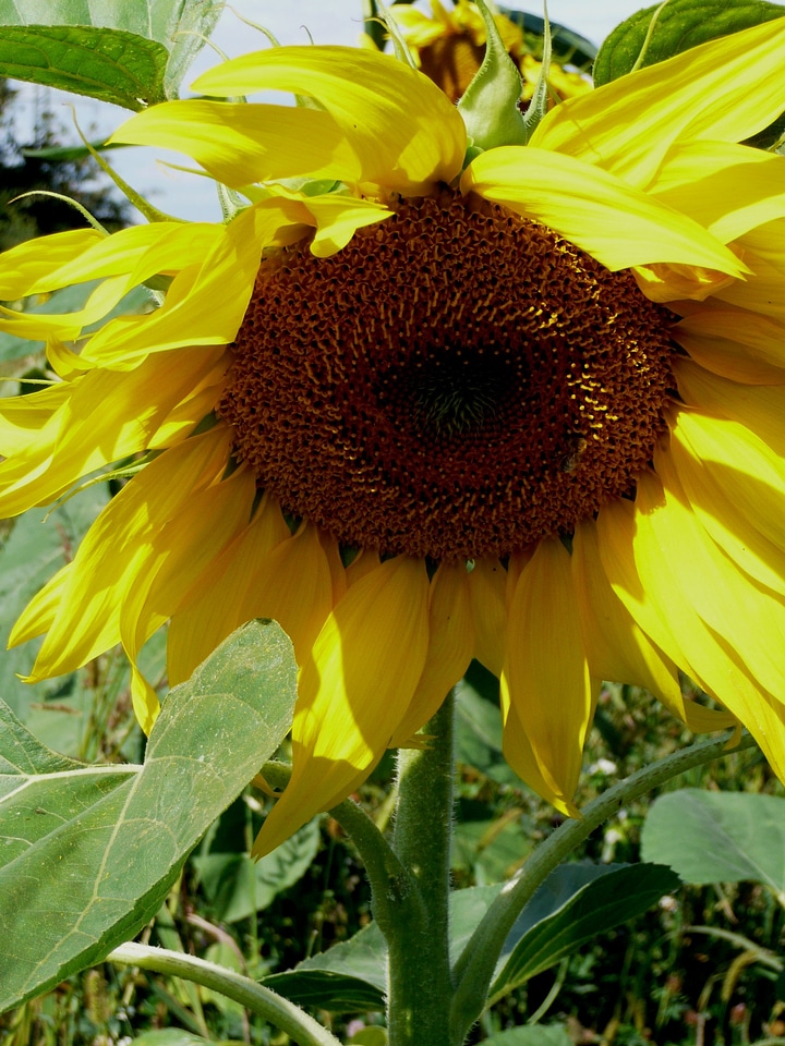 Bloom flower shining