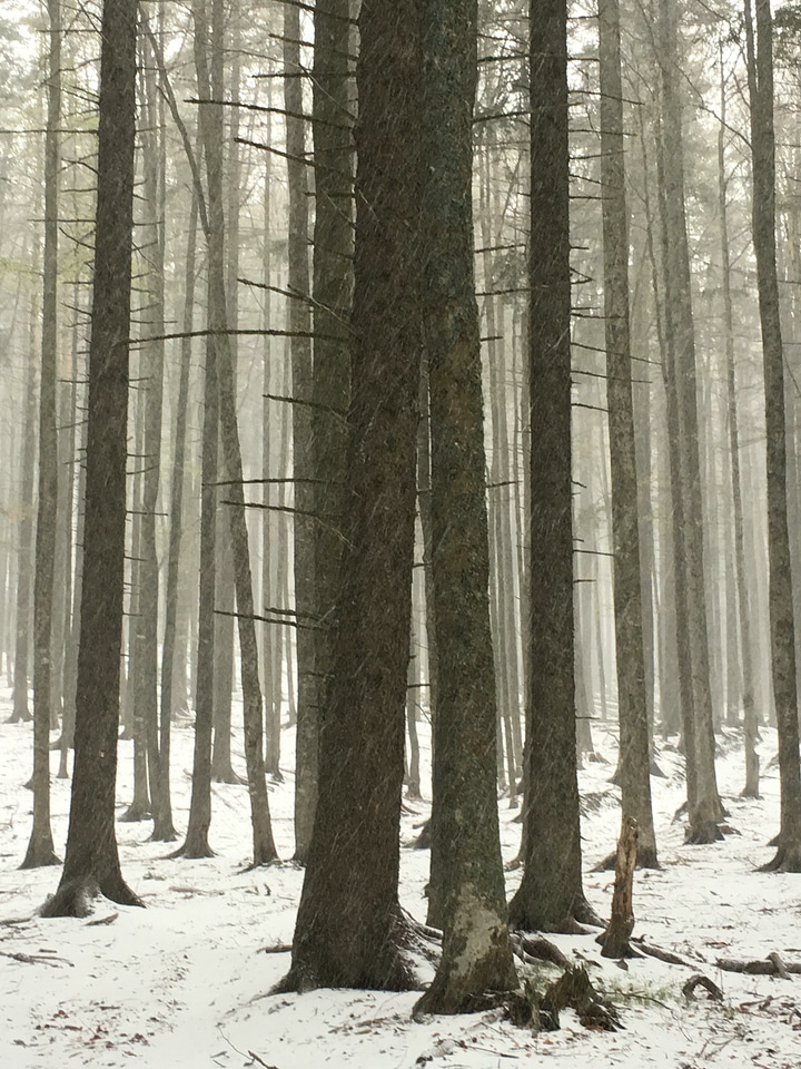 Forest ground grove