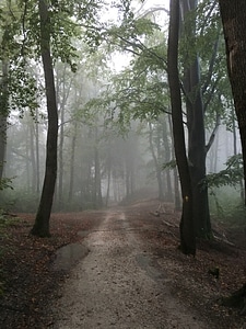 Fog forest green