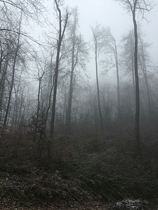 Fog foggy gray photo