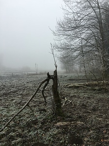 Cold dead tree fog photo