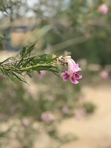 Blossom conifer flower