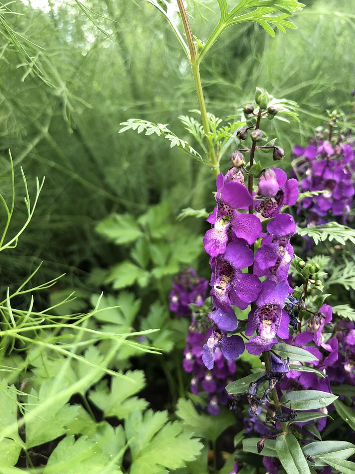 Blossom flower foxglove