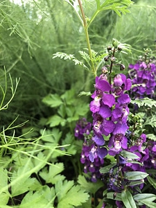 Blossom flower foxglove