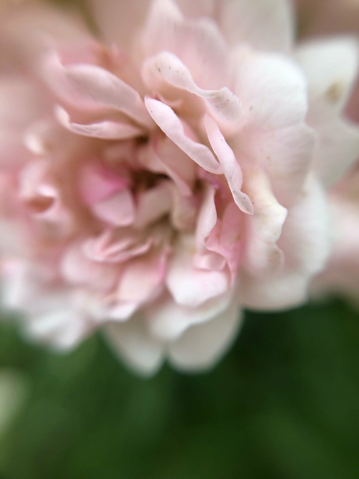 Blossom carnation closeup