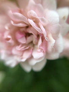 Blossom carnation closeup
