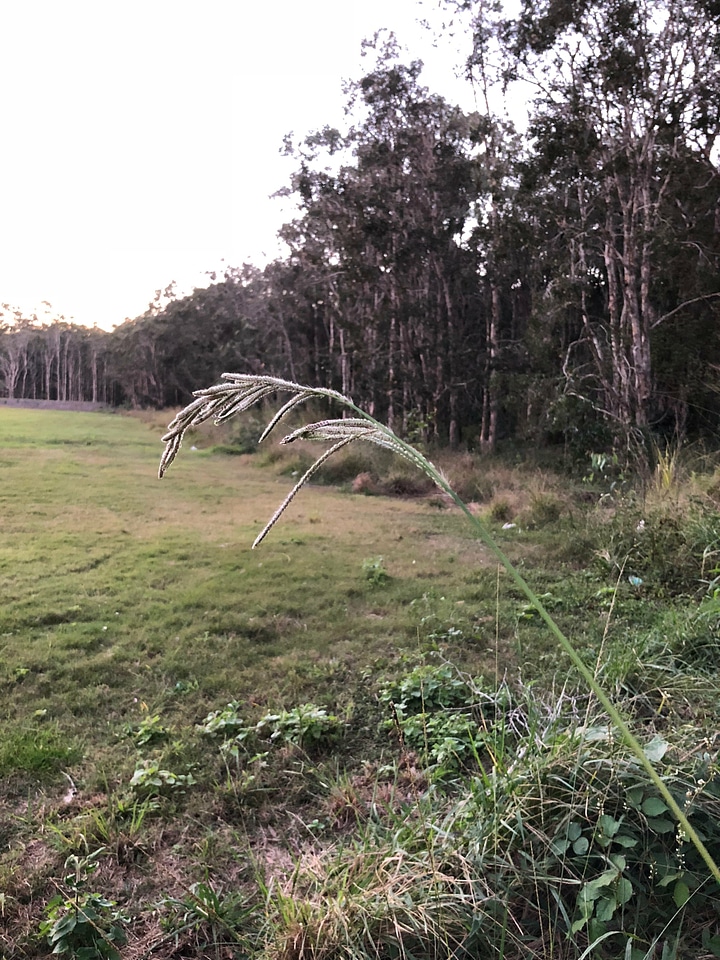 Abies clearing countryside