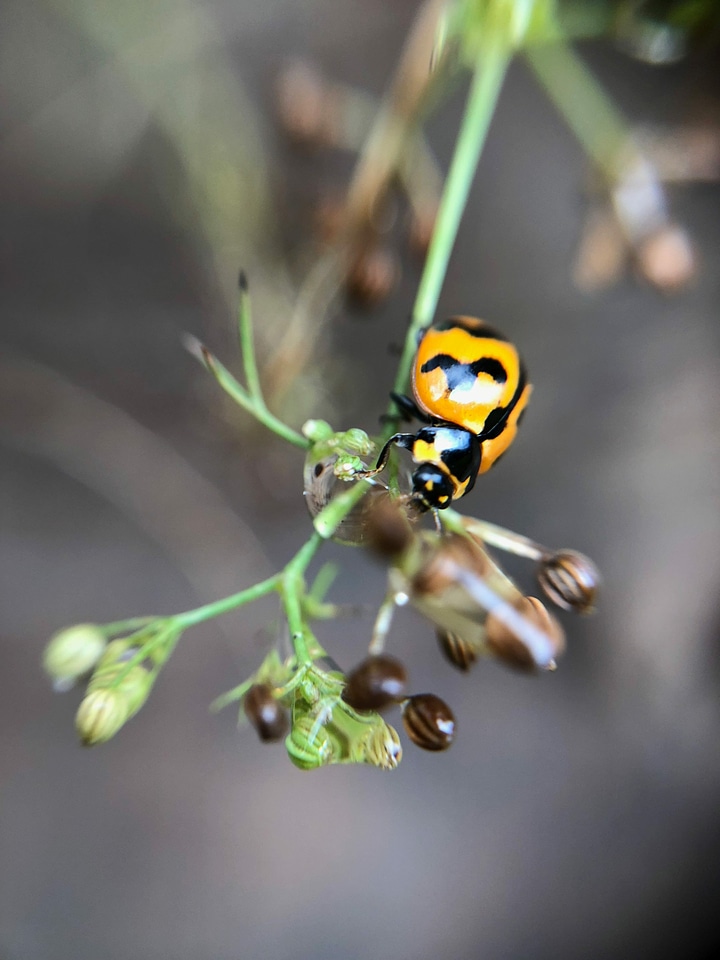 Animal flower insect