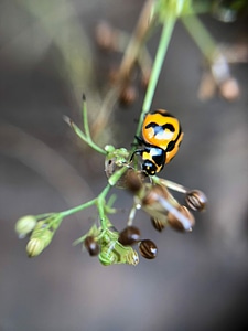 Animal flower insect photo