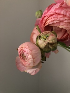 Blossom flower flower arrangement photo