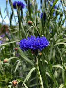 Asteraceae bee blossom photo