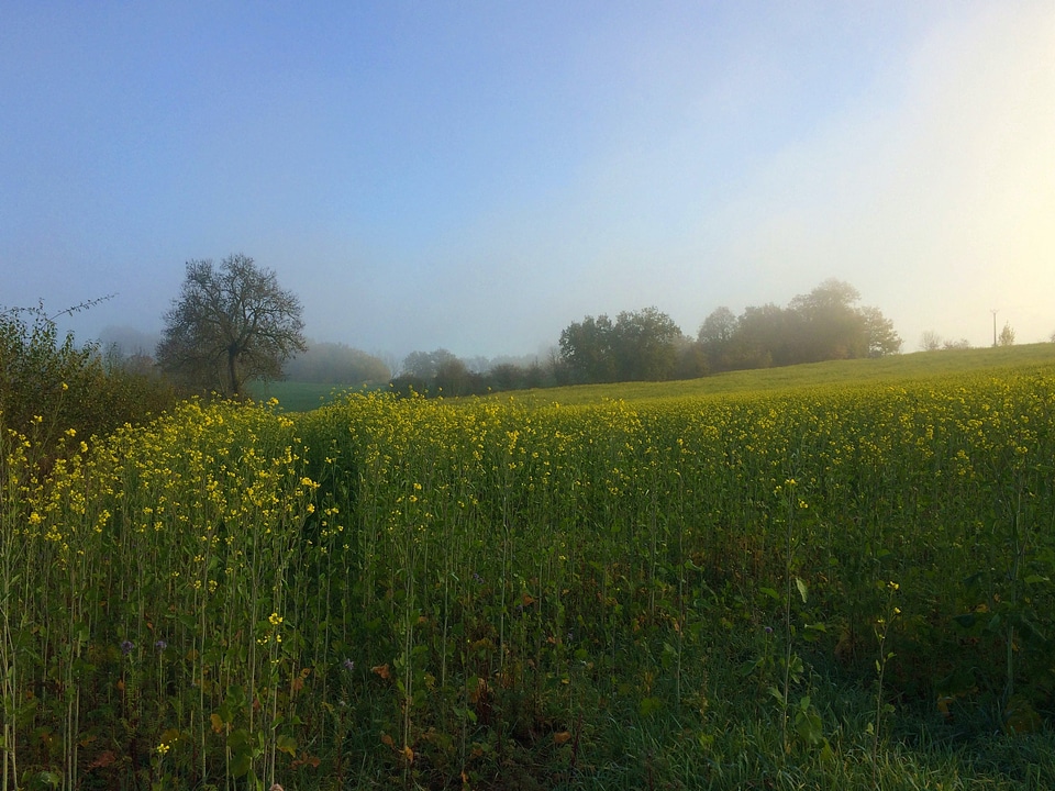 Countryside farm field