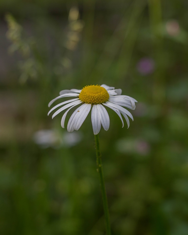 Blossom closeup daisies