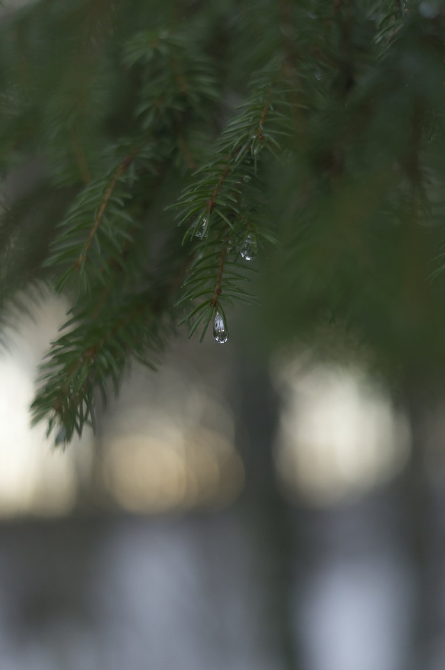 Abies bokeh branches