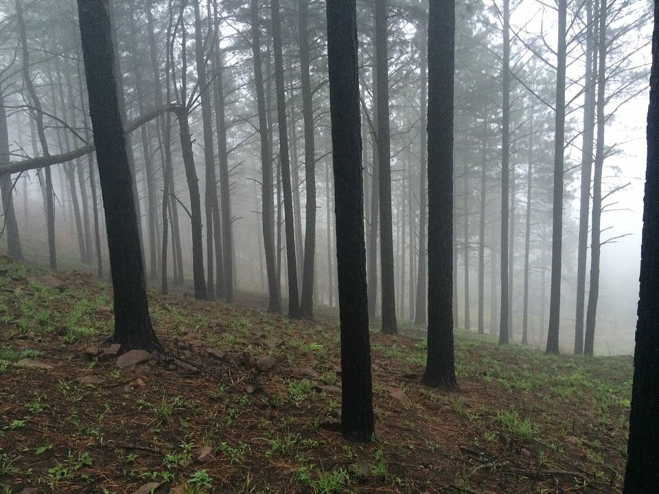 Fog forest mist photo