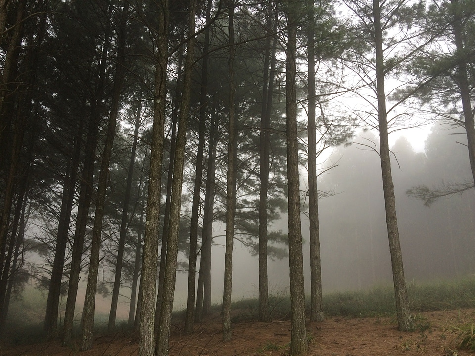 Fog foggy forest