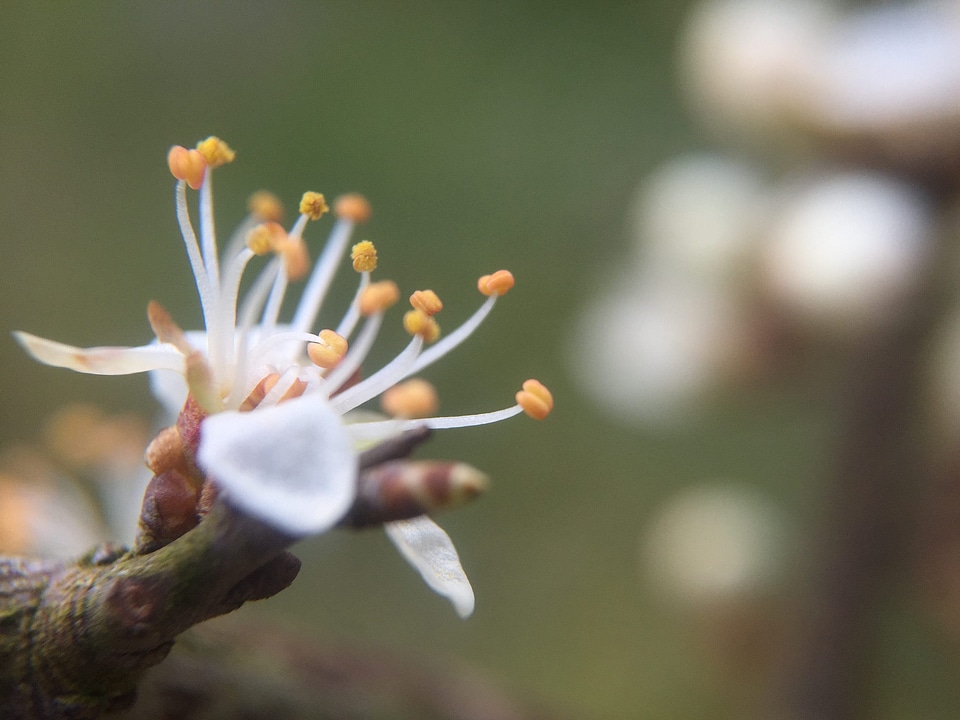 Blossom depth flower