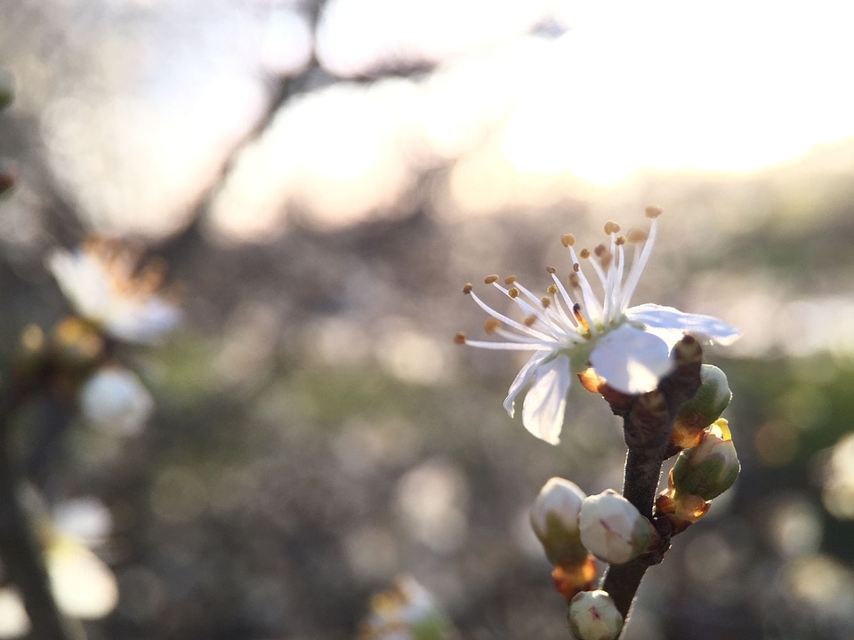 Blossom bokeh depth