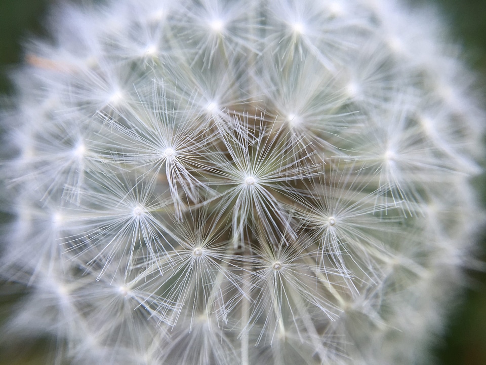 Blossom dandelion dandelion seeds