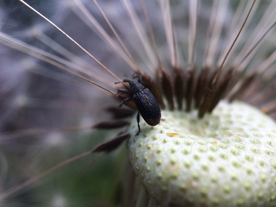 Animal bee black bug