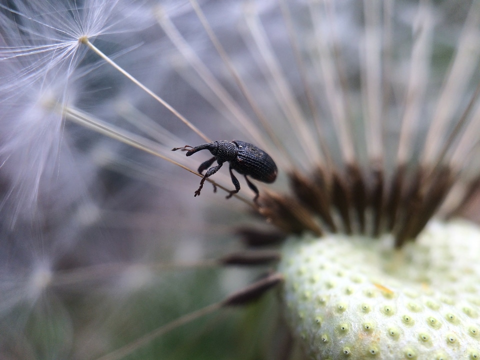 Animal bee black bug