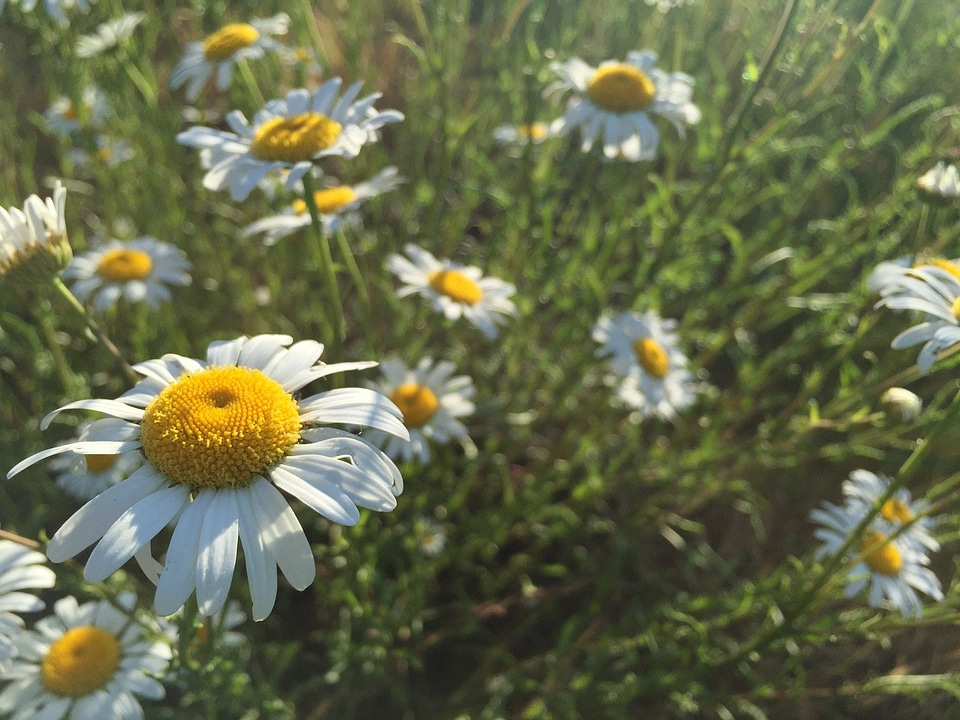 Blossom daisies daisy