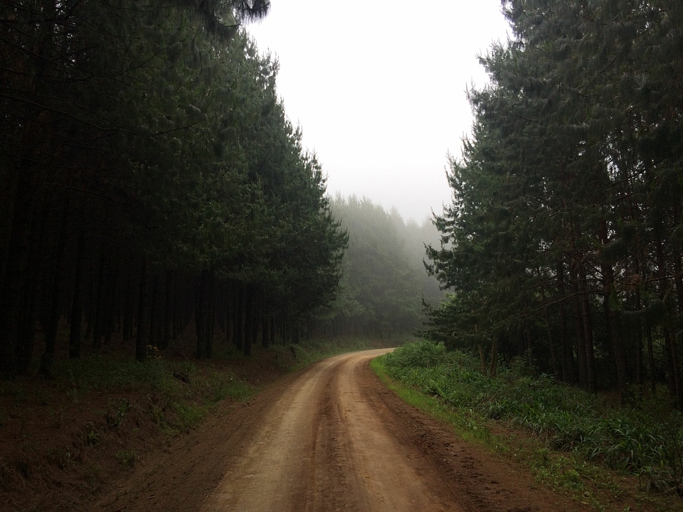 Abies brown dirt road